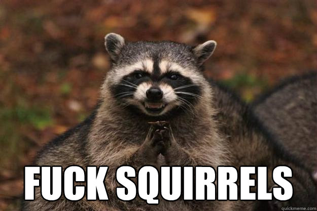  fuck squirrels   Evil Plotting Raccoon