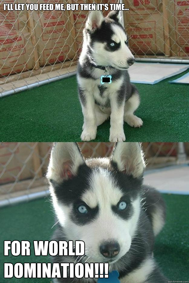 I'll let you feed me, but then it's time... for world domination!!!  Insanity puppy