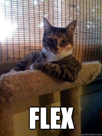 flex -  flex  The Most Interesting Cat in the World