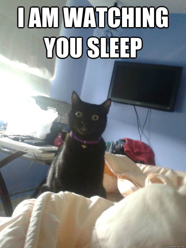 i am watching you sleep  - i am watching you sleep   overly attached cat