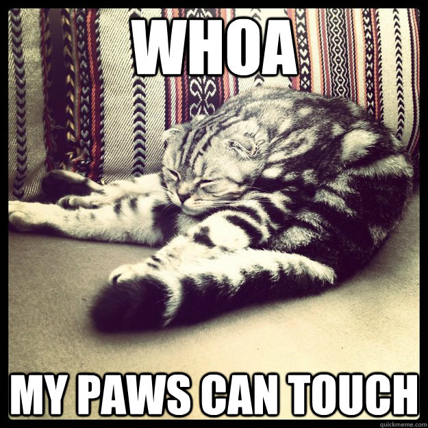 Whoa My paws can touch  Stoner Cat