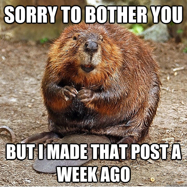 Sorry to bother you But I made that post a week ago - Sorry to bother you But I made that post a week ago  Apologetic beaver