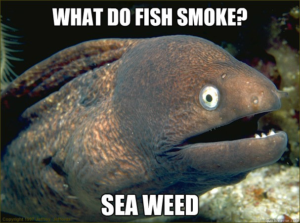 What do fish smoke? sea weed - What do fish smoke? sea weed  Bad Joke Eel