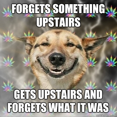 Forgets something upstairs Gets upstairs and forgets what it was  Stoner Dog