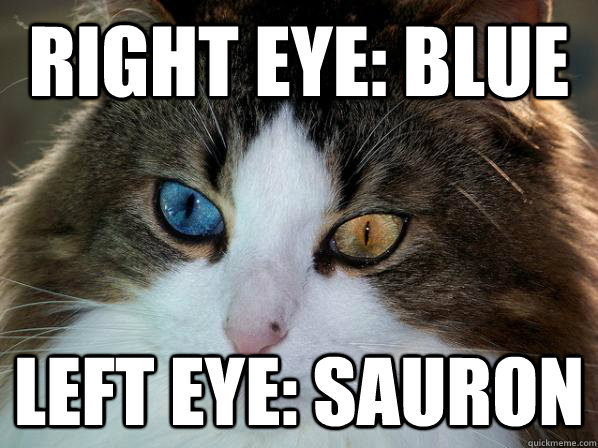 right eye: blue left eye: sauron - right eye: blue left eye: sauron  Odd-eyed cat