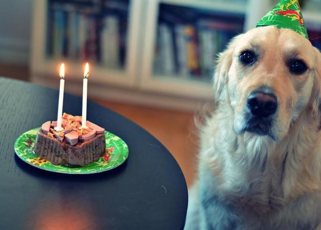 Can we eat your birthday cake now, Anne?? -   Sad Birthday Dog