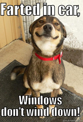FARTED IN CAR,  WINDOWS DON'T WIND DOWN! Good Dog Greg
