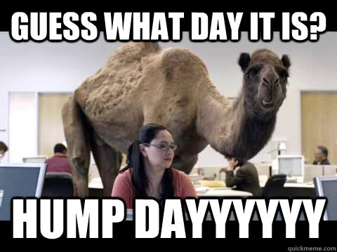 Guess what day it is? Hump dayyyyyy  Hump Day Camel