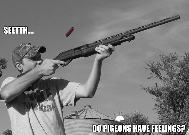 Seetth.... Do PIGEONS HAve FEELINGS? - Seetth.... Do PIGEONS HAve FEELINGS?  Pigeons
