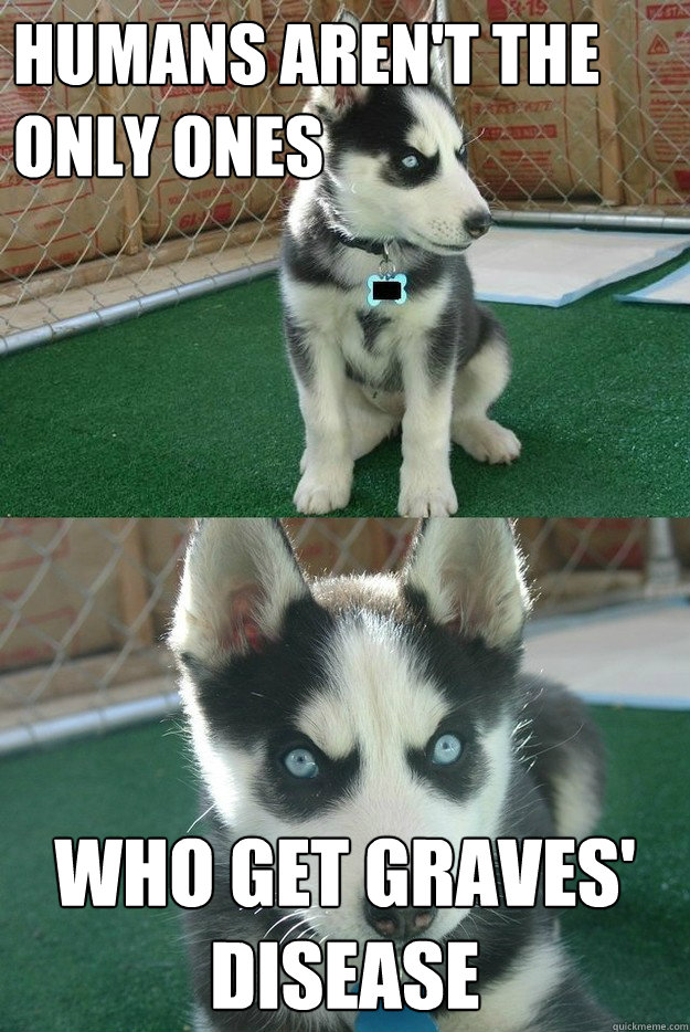 humans aren't the only ones who get Graves' Disease - humans aren't the only ones who get Graves' Disease  Insanity puppy