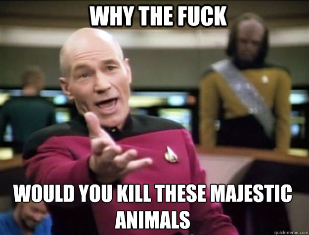 WHY THE FUCK would you kill these majestic animals  Piccard 2