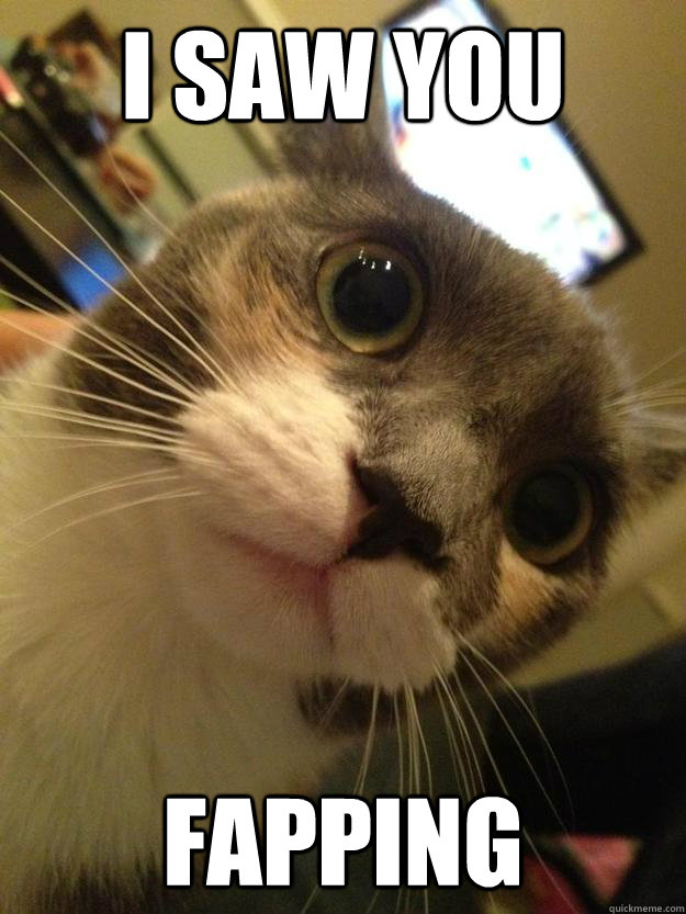 I saw you Fapping - I saw you Fapping  Traumatized Cat