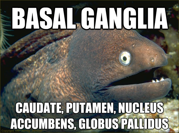 BASAL GANGLIA Caudate, Putamen, Nucleus Accumbens, Globus Pallidus  Substantia Nigra & Subthalamic Nucleus
  Bad Joke Eel