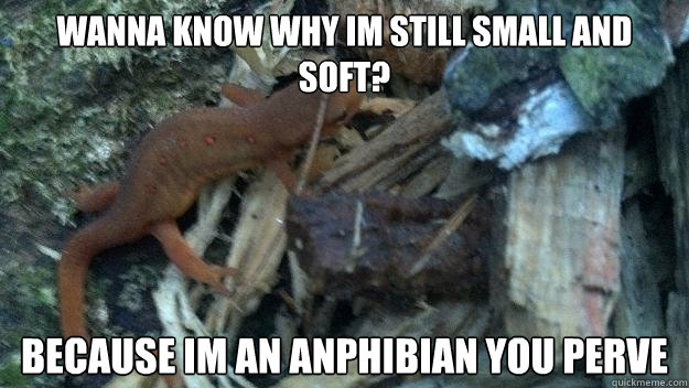 wanna know why im still small and soft? because im an anphibian you perve  Sexually Misleading Salamander