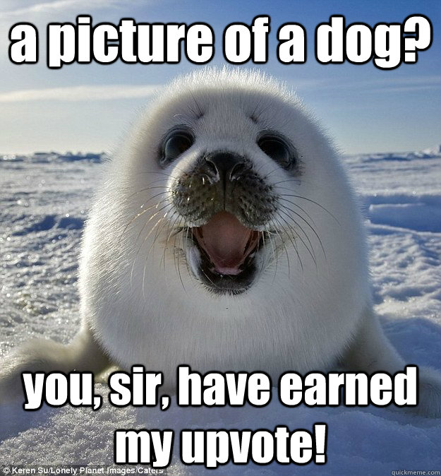 a picture of a dog? you, sir, have earned my upvote!  Easily Pleased Seal