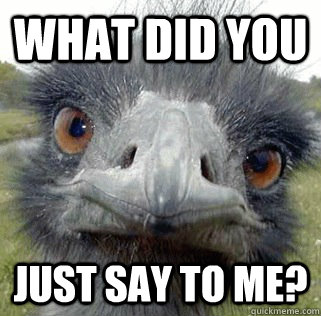 What did you Just say to me? - What did you Just say to me?  Seeing Ostrich