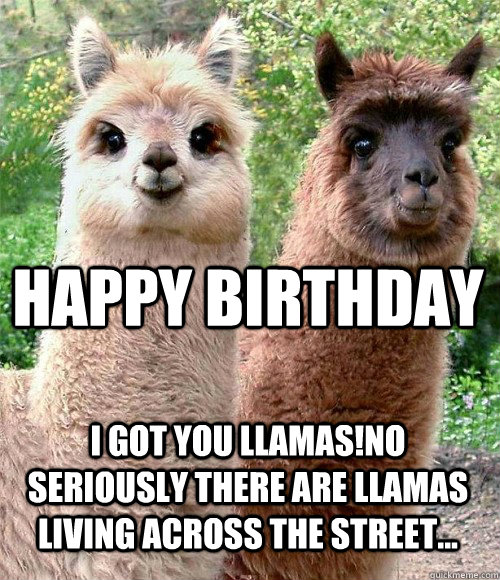 I GOT YOU LLAMAS!NO SERIOUSLY THERE ARE LLAMAS LIVING ACROSS THE STREET... HAPPY BIRTHDAY  