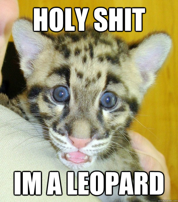 Holy shit im a leopard - Holy shit im a leopard  Sudden Clarity Leopard