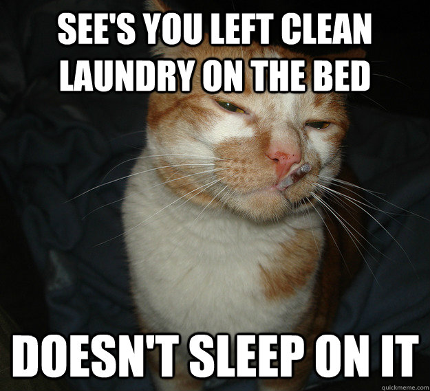 see's you left clean laundry on the bed doesn't sleep on it  Cool Cat Craig