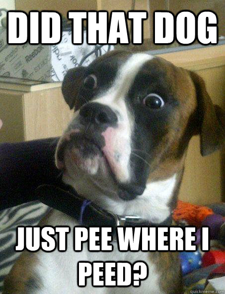 Did that dog Just pee where I peed? - Did that dog Just pee where I peed?  Baffled boxer