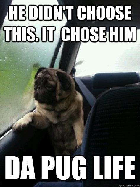 He didn't choose this. It  chose him Da PuG LIFE - He didn't choose this. It  chose him Da PuG LIFE  Introspective Pug