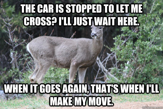 the car is stopped to let me cross? I'll just wait here. when it goes again, that's when i'll make my move. - the car is stopped to let me cross? I'll just wait here. when it goes again, that's when i'll make my move.  Daredevil Deer