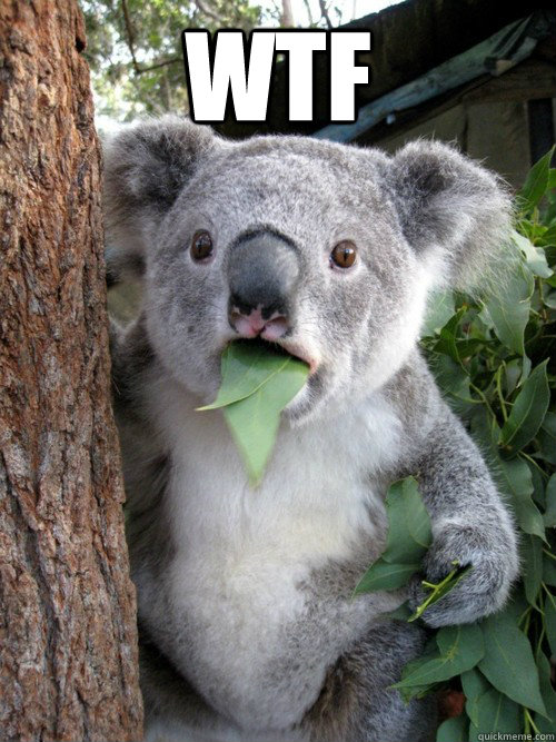 WTF   Shocked Koala