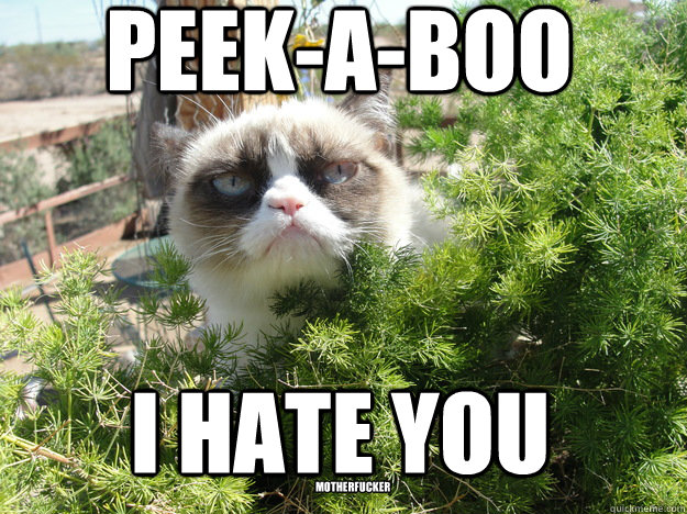 Peek-a-boo I hate you motherfucker  Tard cat peek-a-boo