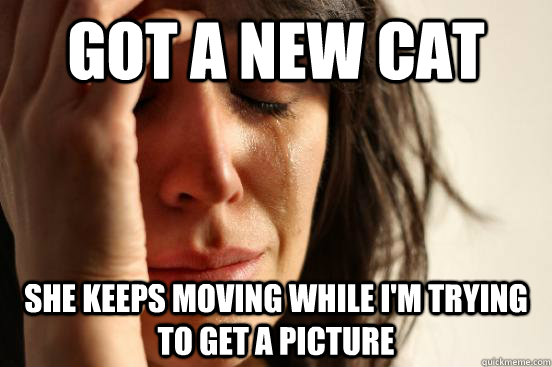 got a new cat she keeps moving while i'm trying to get a picture  First World Problems