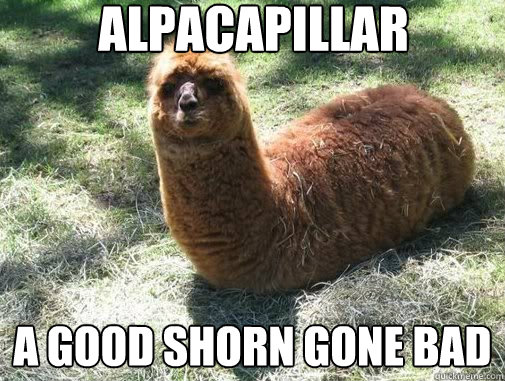 alpacapillar A good shorn gone bad  Alpacapillar