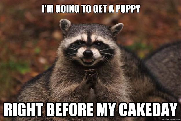 I'm going to get a puppy Right before my cakeday  Evil Plotting Raccoon