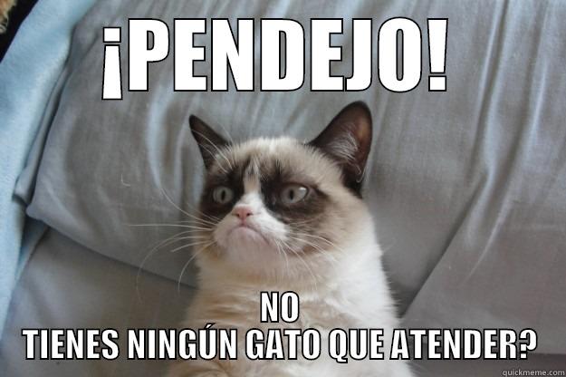 ¡PENDEJO! NO TIENES NINGÚN GATO QUE ATENDER? Grumpy Cat