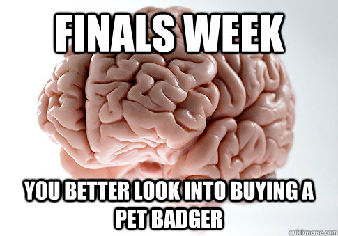 Finals Week you better look into buying a pet badger  Scumbag Brain