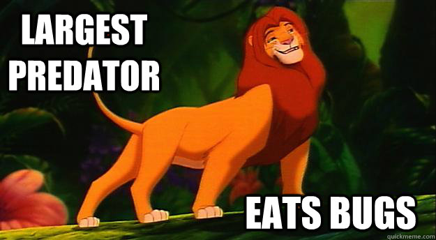 Largest Predator Eats bugs  Disney Logic