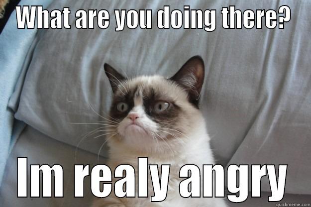 WHAT ARE YOU DOING THERE? IM REALY ANGRY Grumpy Cat