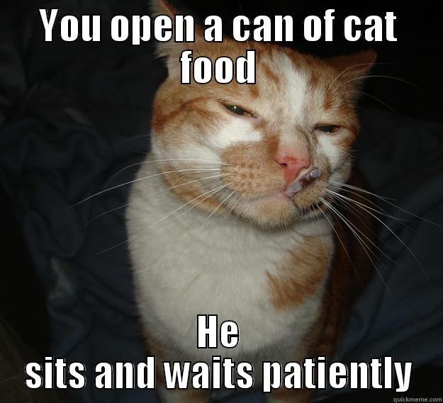 YOU OPEN A CAN OF CAT FOOD HE SITS AND WAITS PATIENTLY Cool Cat Craig
