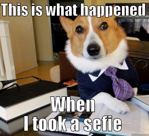 THIS IS WHAT HAPPENED  WHEN I TOOK A SEFIE Lawyer Dog