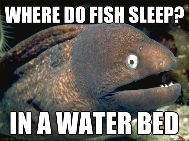 where do fish sleep? In a water bed  Bad Joke Eel