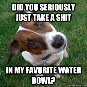 Did you seriously just take a shit In my favorite water bowl? - Did you seriously just take a shit In my favorite water bowl?  Dubious Dog