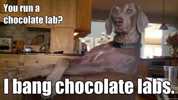 You run a 
chocolate lab? I bang chocolate labs. - You run a 
chocolate lab? I bang chocolate labs.  Weimeraner