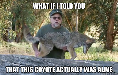 What if i told you
 That this coyote actually was alive  