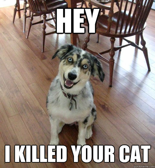 hey  i killed your cat   Overly Attached Dog