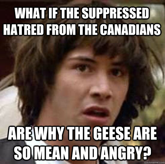 What if the suppressed hatred from the canadians Are why the geese are so mean and angry?  conspiracy keanu