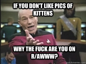 If you don't like pics of kittens why the fuck are you on r/awww?  Annoyed Picard