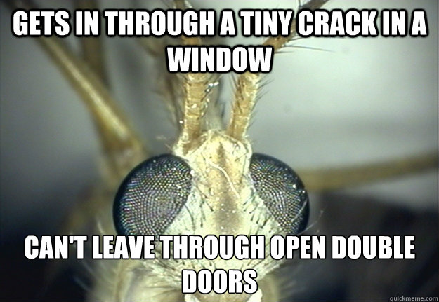 GEts in through a tiny crack in a window can't leave through open double doors  