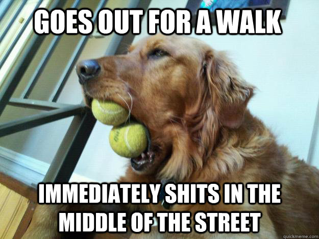 Goes out for a walk Immediately shits in the middle of the street  