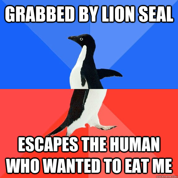 Grabbed by lion seal Escapes the human who wanted to eat me  Socially Awkward Awesome Penguin