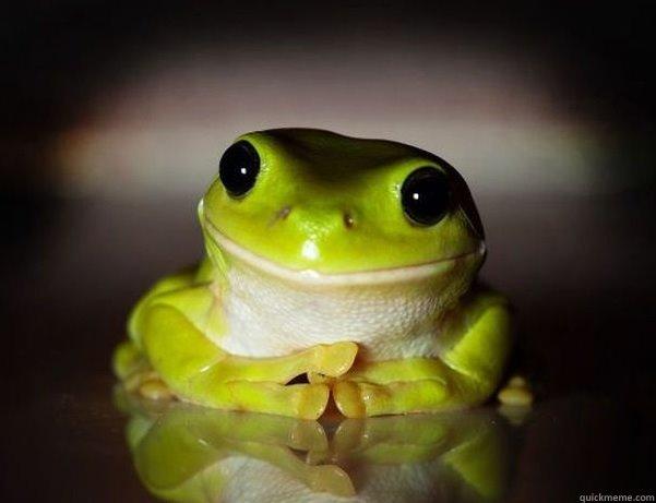   Fascinated Frog