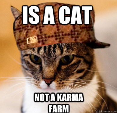 is a cat not a karma farm  Scumbag Cat