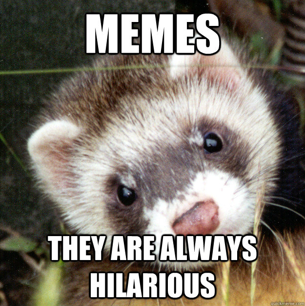 MEMES They are always hilarious - MEMES They are always hilarious  Inaccuracy Ferret